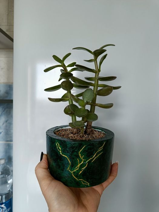 Продам цветок толстянку