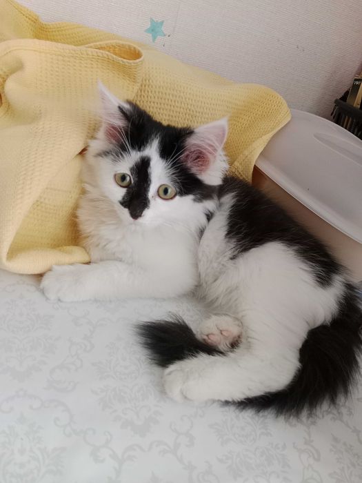 Котик 3 месяца ласковая девочка.