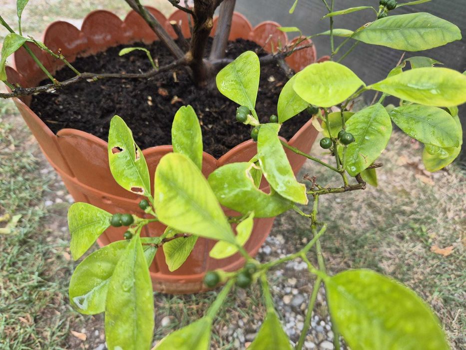 Mandarin-calamondin, pe rod, 1,75m inaltime