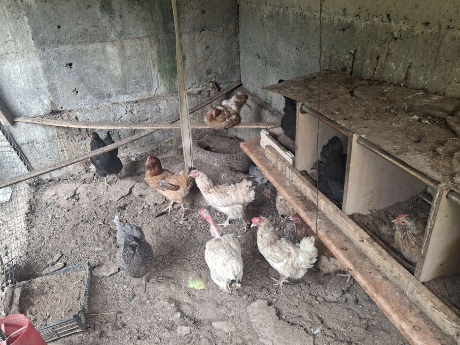 Продаются куры несушки