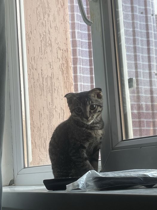 Мысық сатылады 25.30 мын келісеміз