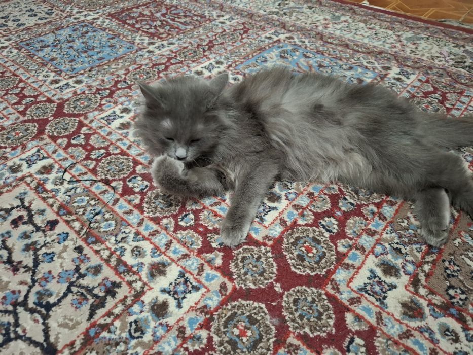 Продам кошку родословную