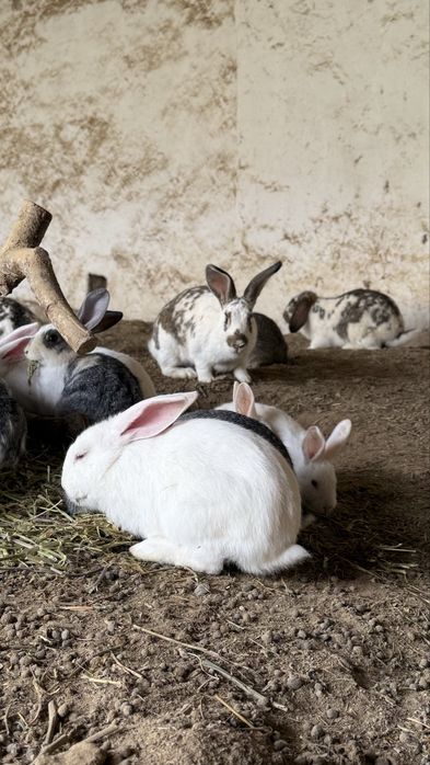 Домашние кролики