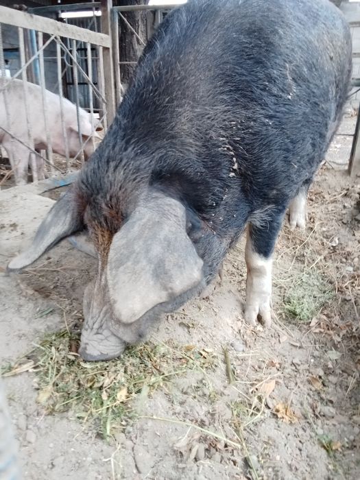 Важу кабана/////