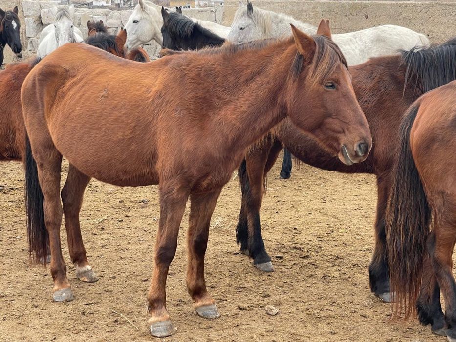 Продам хорошую кабылу