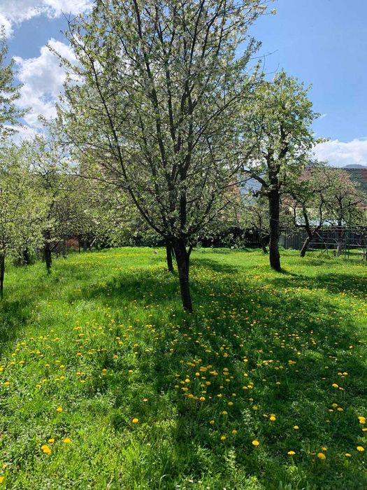 ULTRACENTRAL Zărnești – 1305 mp lângă Primărie | INVESTIȚIE |