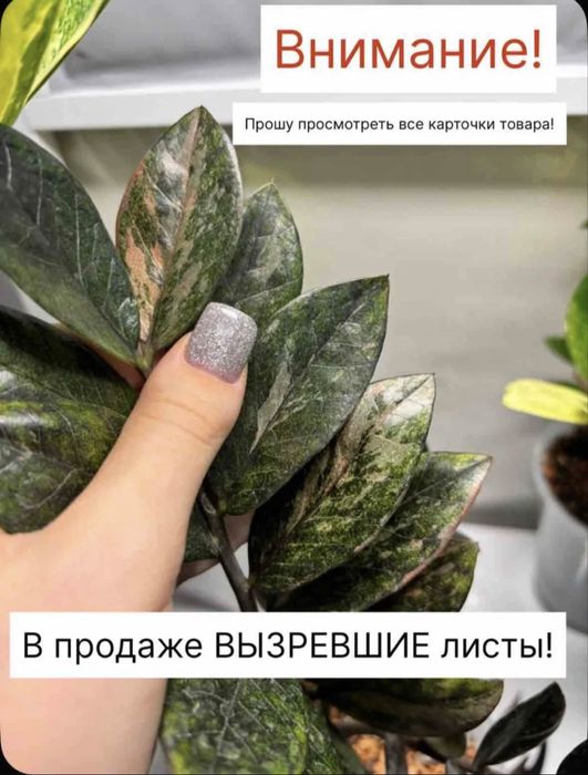 Замиокулькас акебоно вариегатный