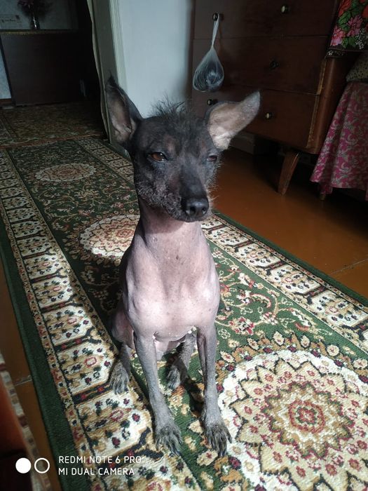 Пропала собака перуанская порода