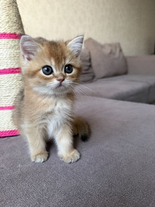 Золотая шиншилла котенок, скоттиш страйт