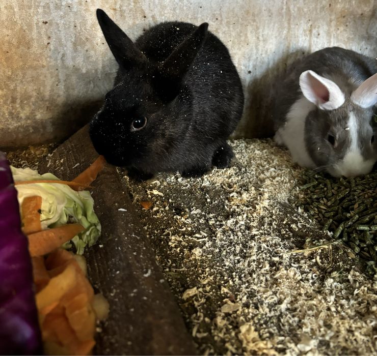 Кролики карлики.