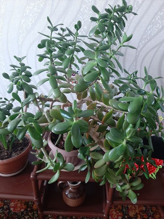 Продам комнатные цветы..