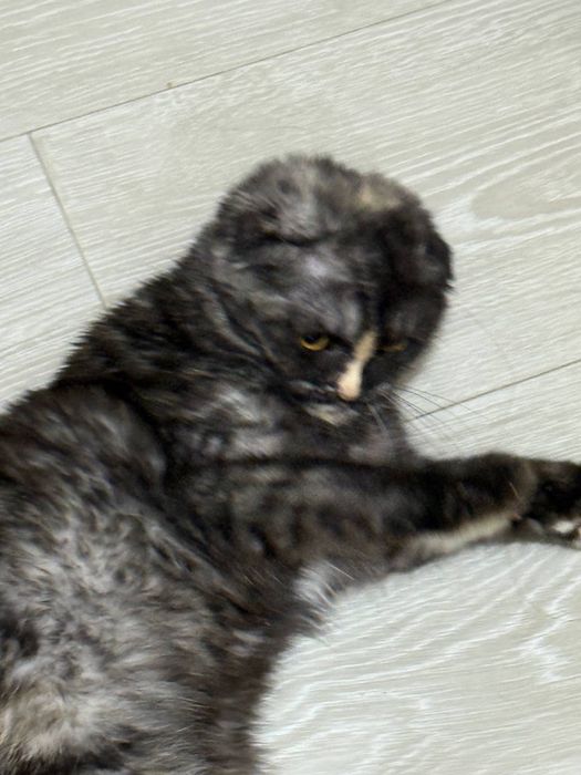 Scottish fold. 10 месяцев, девочка домашняя