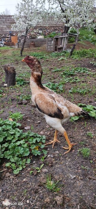 Dakan makiyon sotiladi