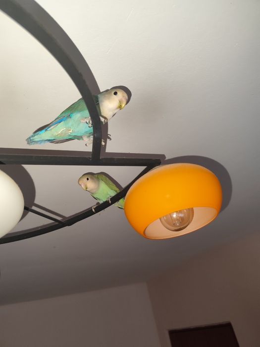 Vând pereche tânără agaponis