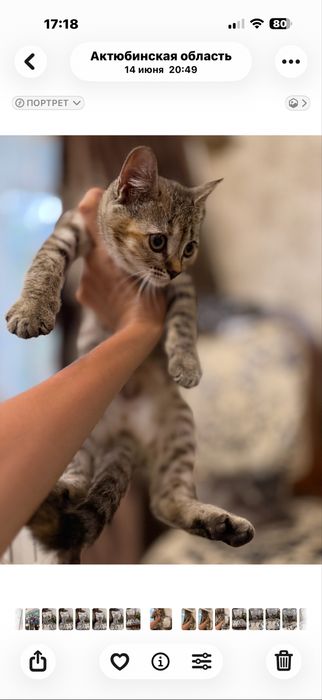 Кошка шотландская