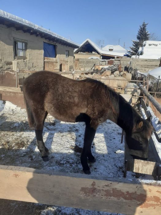 Еркек жабағы сатылады