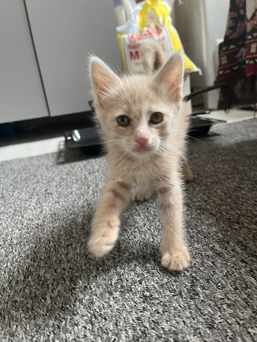 Отдаем котенка в добрые руки бесплатно