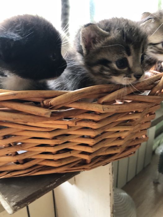 Котята в добрые руки