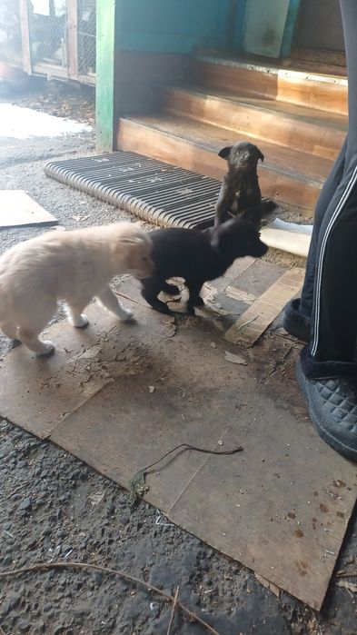 Продам щенков дворняжки