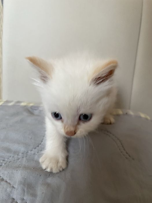 Отдам котёнка.