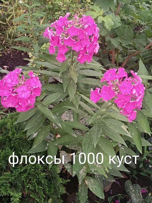 Продам флоксы разный