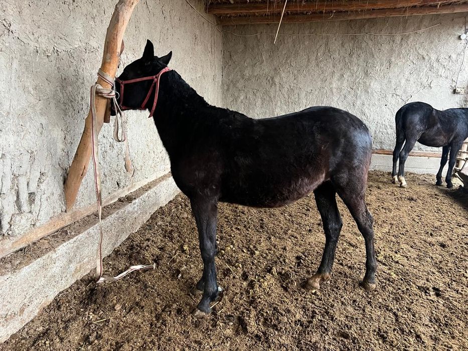 От сотилади киргиз отлари