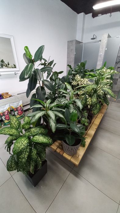 Специалист (флорист)по уходу за растениями