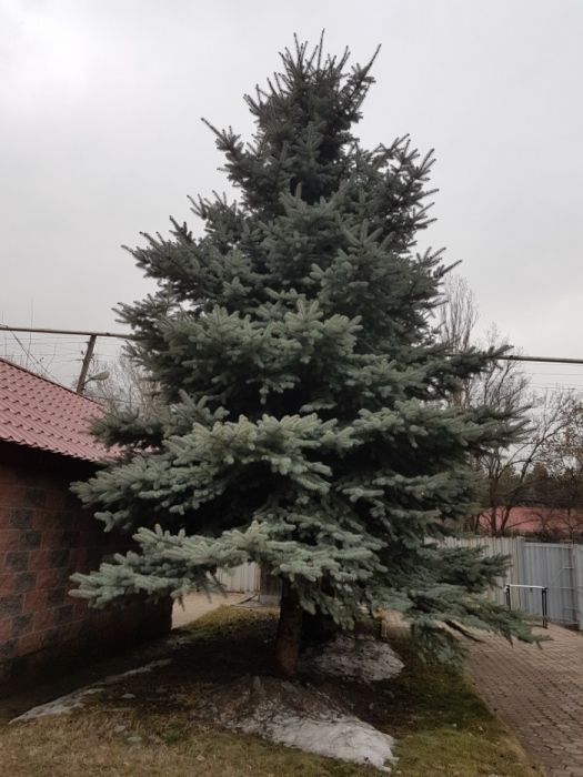 Голубая Ель Алматы Медеуский район