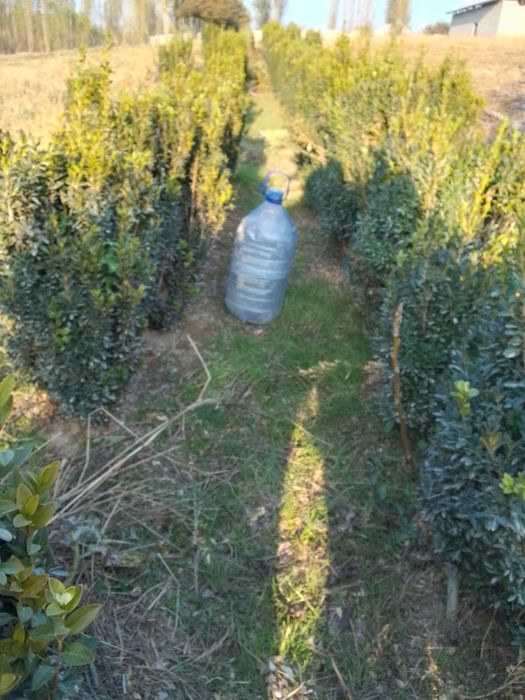 Shamshod manzara uchun