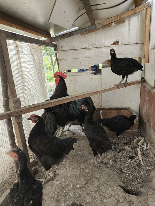 Koz yoshlari uchun birinchi anal jinsiy aloqa onlayn porno