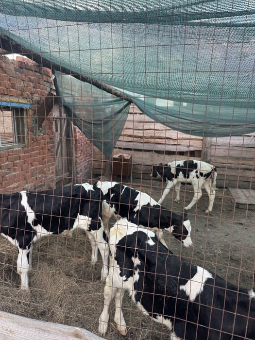 Продам телят бычков
