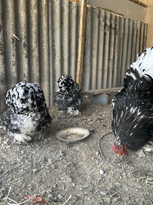 мрамор брама тухумлари