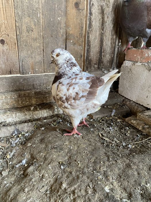 Vand sau schimb porumbei kingi