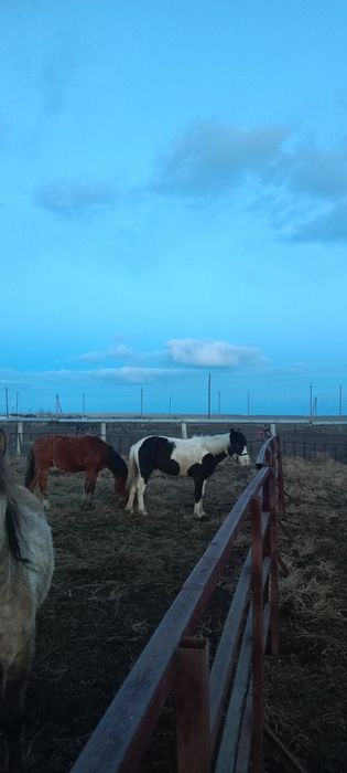 Продам жеребца или обмен на мерина