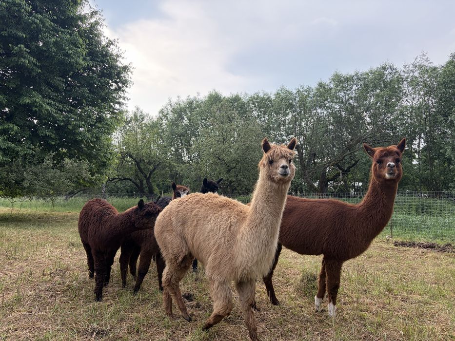 Alpaca de vanzare/femele/masculi/pui
