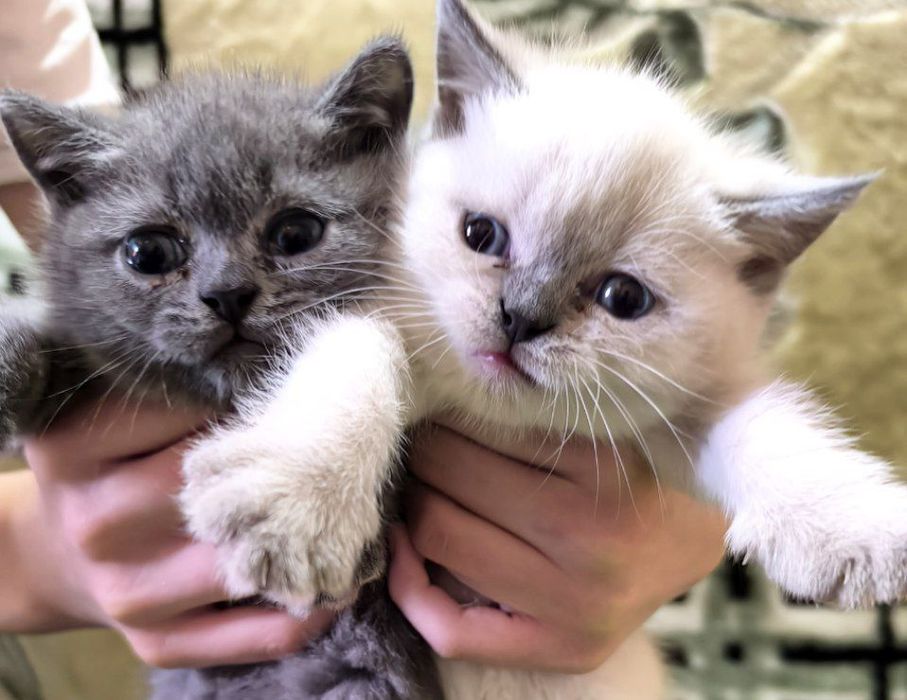 Шотландский чистокровные котята скоттиш фолд скоттиш страйт