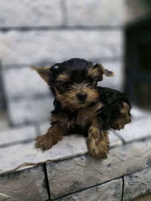 Йоркширский терер кобель