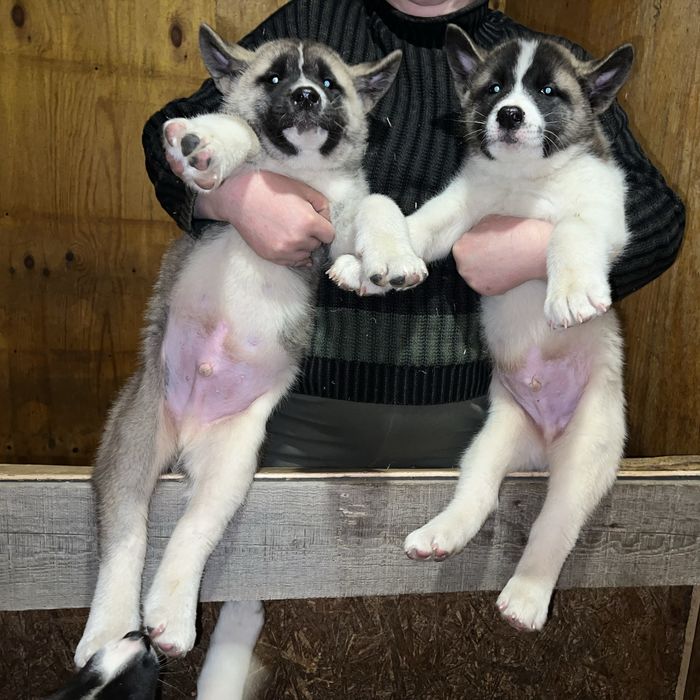 Щенки Американские акиты