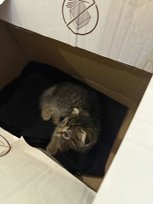 вислоухий котенок