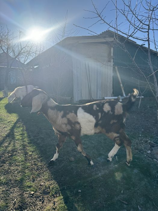 Нуб парода сатылады