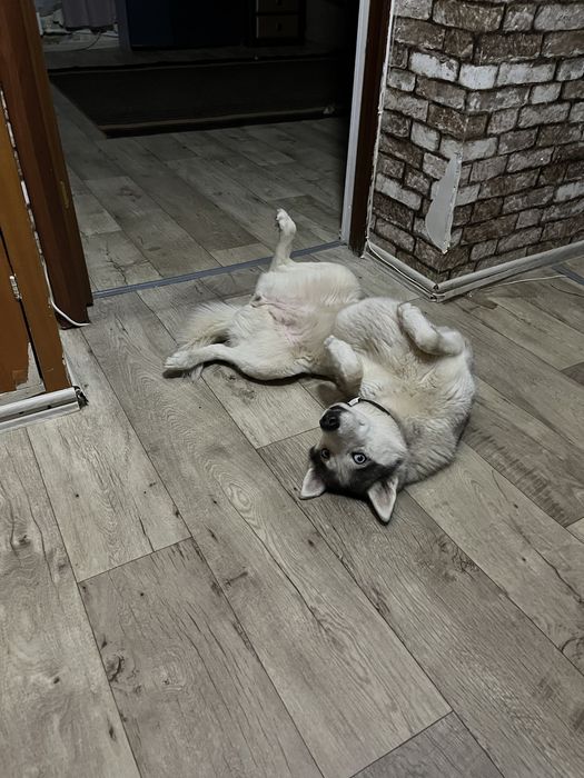 Передержка животных