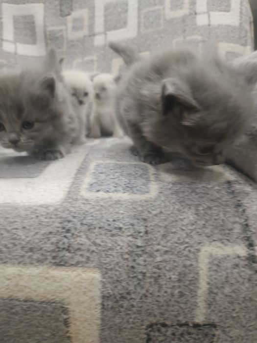 Котята скотиш страйт