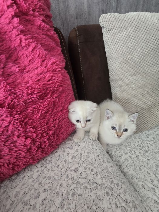 Британски котенца