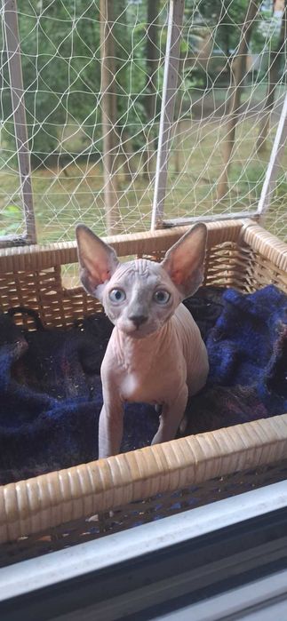 Pui pisica Sphynx/Sfinx/Sphinx