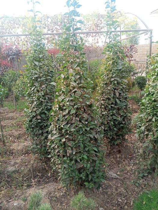 Декоративные саженцы — от фирмы Samarqand Agro Dizayn!