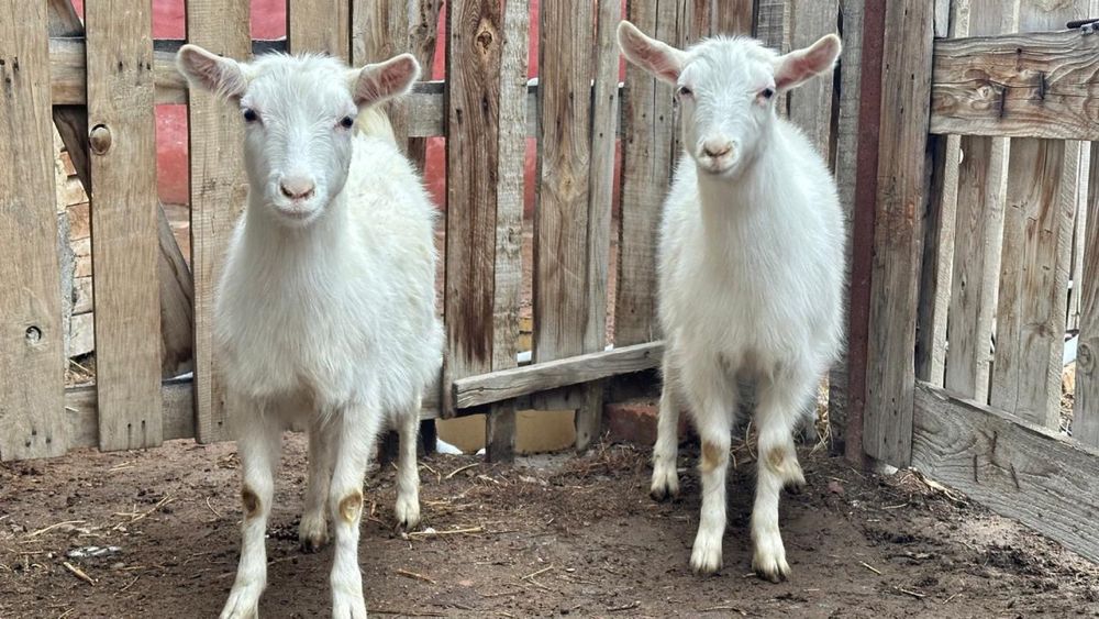 Занен таза қанды буаз шібіштер сатылады үшемнің сынарылары