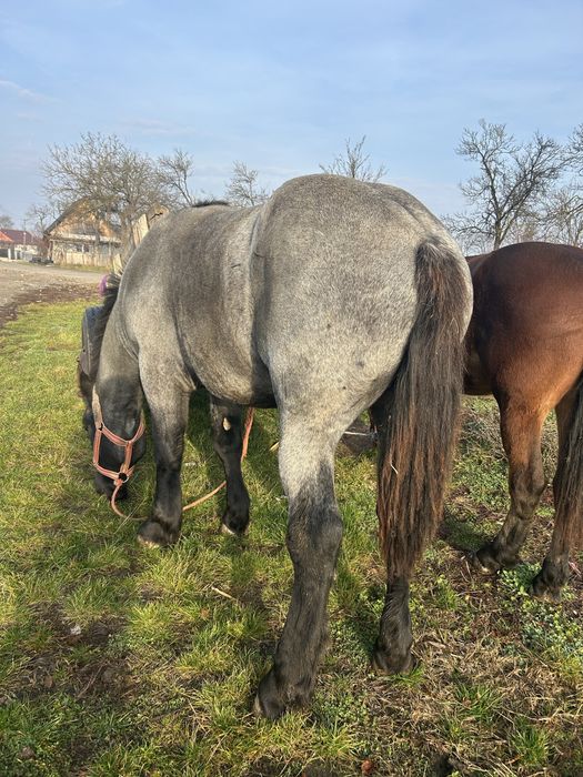 Vand manz foarte cuminte