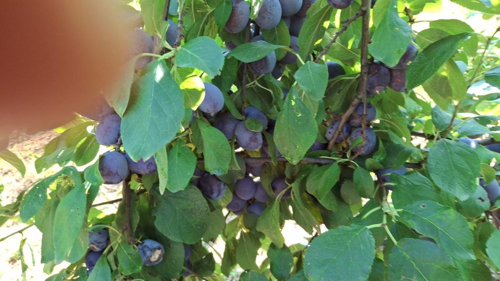 Prune de masă, din livada proprie Vulturu .  Vrancea