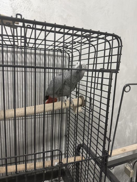 Jako (African Grey) papugay