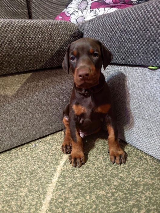 Доберманы милыйе